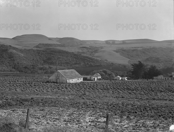 Artichoke ranch, near Half Moon Bay, California, November 14, 1938. Creator: Dorothea Lange.