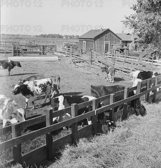 FSA tenant purchase client's herd, near Manteca, California, November 1938. Creator: Dorothea Lange.