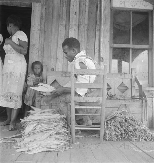 Sharecroppers grade the cured leaves on the porches...tobacco auction, near Douglas, Georgia, 1938. Creator: Dorothea Lange.