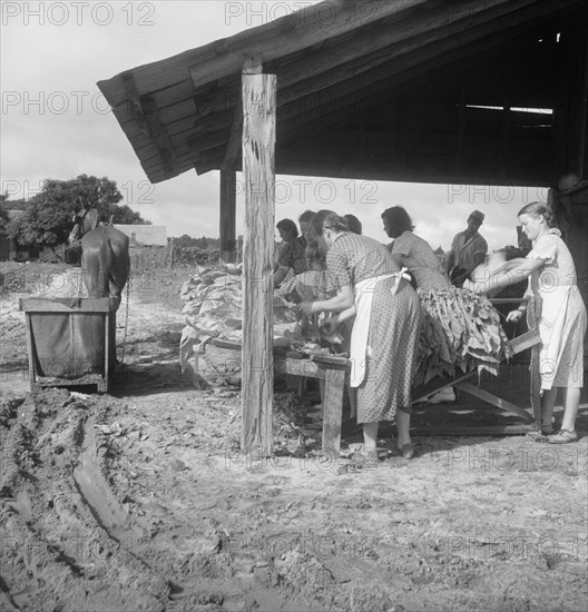 Sorting and stringing the "golden leaf" at the tobacco barn, near Hartsville, South Carolina, 1938. Creator: Dorothea Lange.