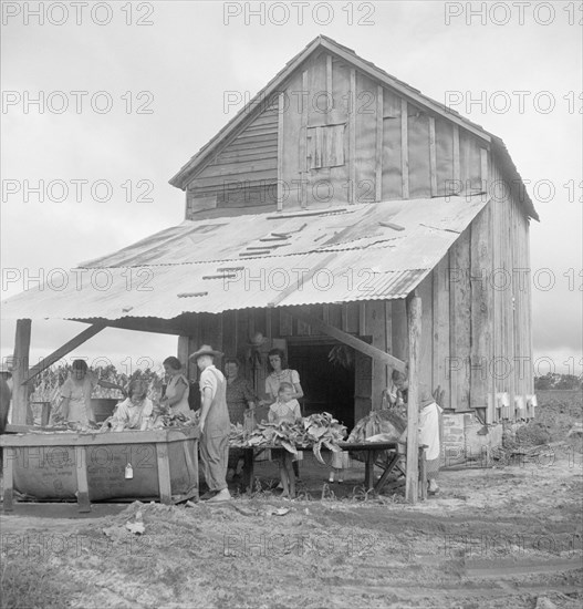 Sorting and stringing the "golden leaf" at the tobacco barn, near Hartsville, South Carolina, 1938. Creator: Dorothea Lange.