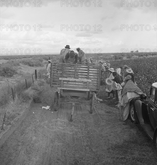 Cotton pickers emptying sacks, Kern County, California, 1938. Creator: Dorothea Lange.