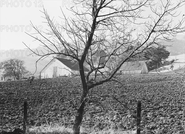 Stock ranch and plowed field, Contra Costa County, California, 1938. Creator: Dorothea Lange.