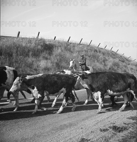 Bringing cattle in from the range, Contra Costa County, California, 1938. Creator: Dorothea Lange.