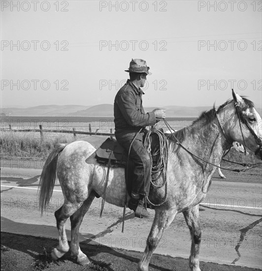 Cowboy coming in from the hills, San Luis Obispo County, California, 1938. Creator: Dorothea Lange.