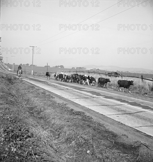 Bringing cattle in from the range, Contra Costa County, California, 1938. Creator: Dorothea Lange.