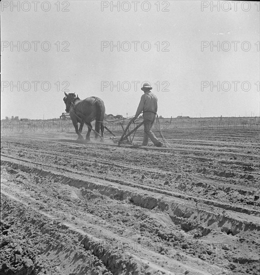 Between Laton and Fowler, central San Joaquin Valley, California, 1938. Creator: Dorothea Lange.