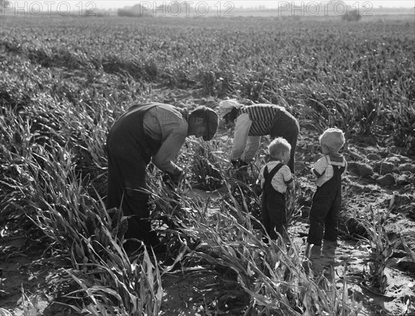 Formerly rehabilitation clients now operating own farm, near Manteca, California, 1938. Creator: Dorothea Lange.