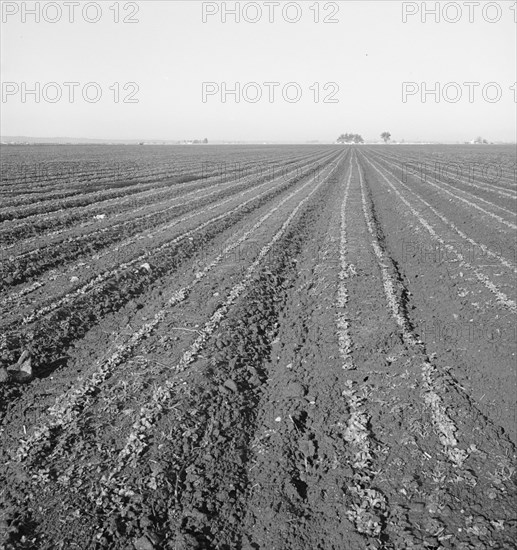 Large scale, commercial agriculture, Salinas Valley, California, 1939. Creator: Dorothea Lange.