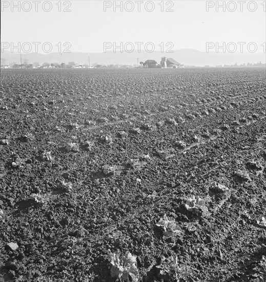 Large scale, commercial agriculture, Salinas Valley, California, 1939. Creator: Dorothea Lange.