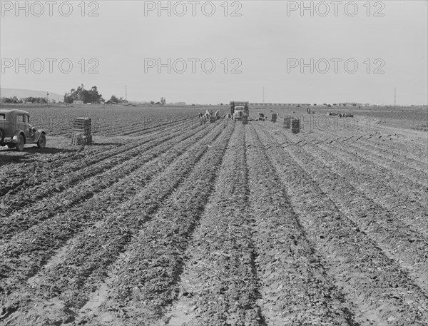 Filipino gang of spinach harvesters, near Santa Maria, California, 1939. Creator: Dorothea Lange.