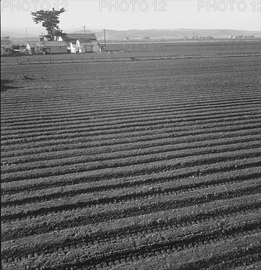 Large scale, commercial agriculture, Salinas Valley, California, 1939. Creator: Dorothea Lange.