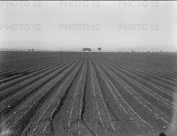 Large scale, commercial agriculture, Salinas Valley, California, 1939. Creator: Dorothea Lange.