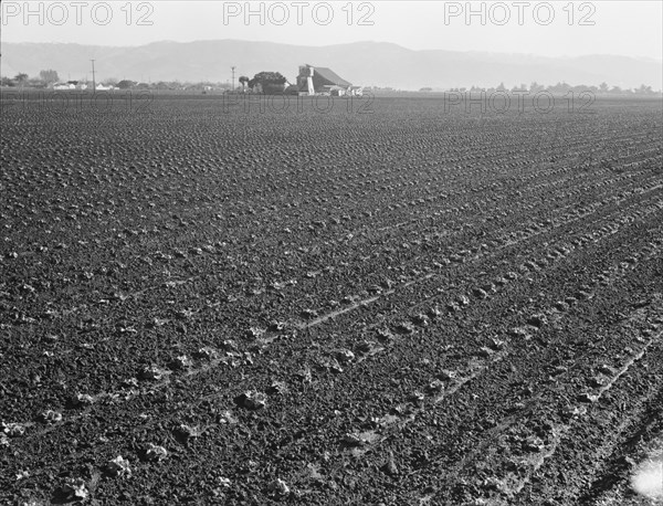 Large scale, commercial agriculture, Salinas Valley, California, 1939. Creator: Dorothea Lange.