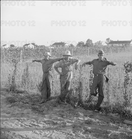 Farm Security Administration (FSA) cooperative farm, Lake Dick, Arkansas, 1938. Creator: Dorothea Lange.