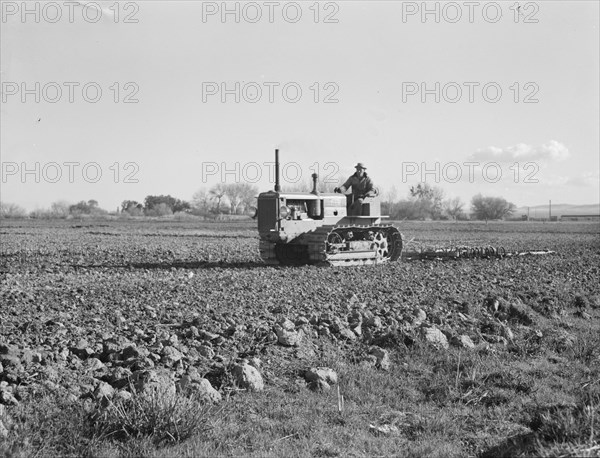 Cultivating potato field, California, 1939. Creator: Dorothea Lange.