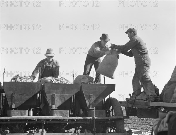 Loading bins of potato planter which fertilizes and plants potatoes..., Kern County, CA, 1939. Creator: Dorothea Lange.