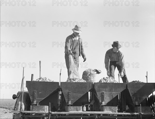 Loading bins of potato planter with fertilizer and seed from trailer..., Kern County, CA, 1939. Creator: Dorothea Lange.