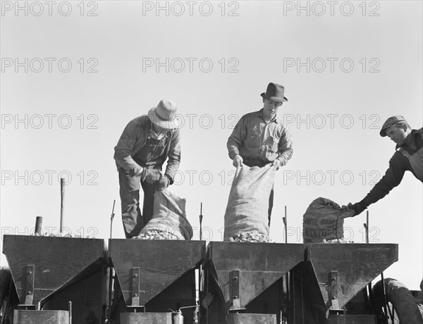 Loading bins of potato planter with fertilizer and seed..., Kern County, California, 1939. Creator: Dorothea Lange.