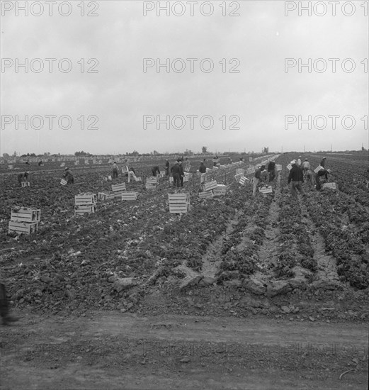 Filipinos cutting lettuce, near Westmorland, California, 1939. Creator: Dorothea Lange.