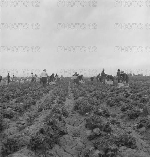 Filipinos cutting lettuce, near Westmorland, California, 1939. Creator: Dorothea Lange.