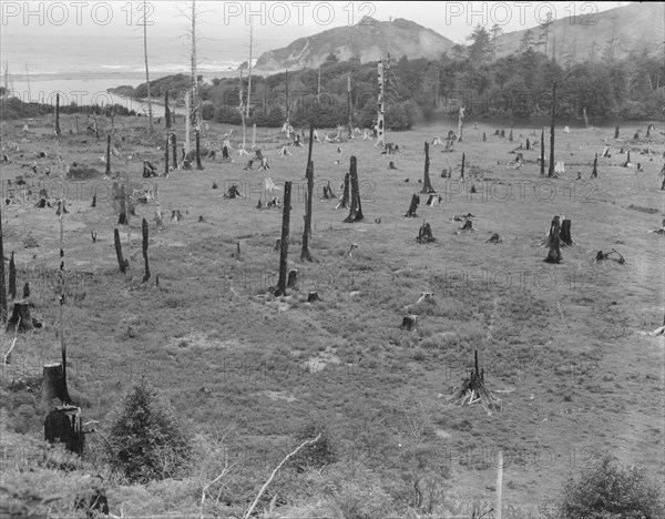 Cut-over land, part of stump ranch, California, Orick, Humboldt County, 1939. Creator: Dorothea Lange.