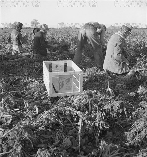 Large scale agriculture, near Meloland, Imperial Valley, 1939. Creator: Dorothea Lange.