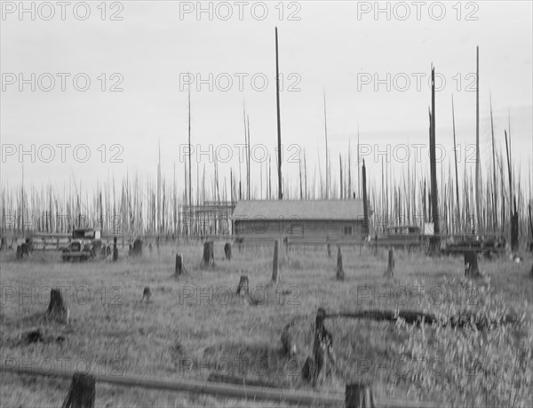 Home of the FSA borrower who moved on this land..., Priest River Peninsula, Idaho, 1939. Creator: Dorothea Lange.