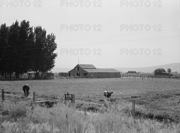 On tenant purchase program, west of Toppenish,  Yakima Valley, Washington, 1939. Creator: Dorothea Lange.