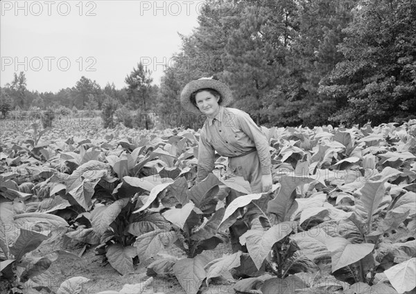 Owner's daughter topping tobacco, Granville County, North Carolina, 1939. Creator: Dorothea Lange.