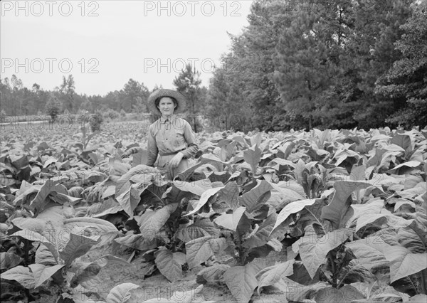 Owner's daughter topping tobacco, Granville County, North Carolina, 1939. Creator: Dorothea Lange.