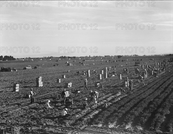 Large scale agriculture, near Meloland, Imperial Valley, 1939. Creator: Dorothea Lange.