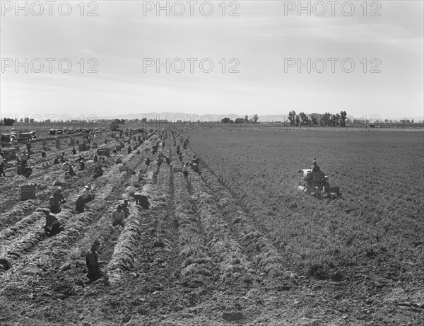 Large scale agriculture, near Meloland, Imperial Valley, 1939. Creator: Dorothea Lange.