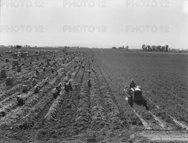 Large scale agriculture, near Meloland, Imperial Valley, 1939. Creator: Dorothea Lange.