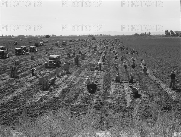 Large scale agriculture, near Meloland, Imperial Valley, 1939. Creator: Dorothea Lange.