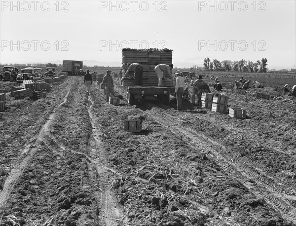 Large scale agriculture, near Meloland, Imperial Valley, 1939. Creator: Dorothea Lange.