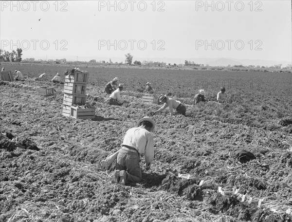 Large scale agriculture, near Meloland, Imperial Valley, 1939. Creator: Dorothea Lange.