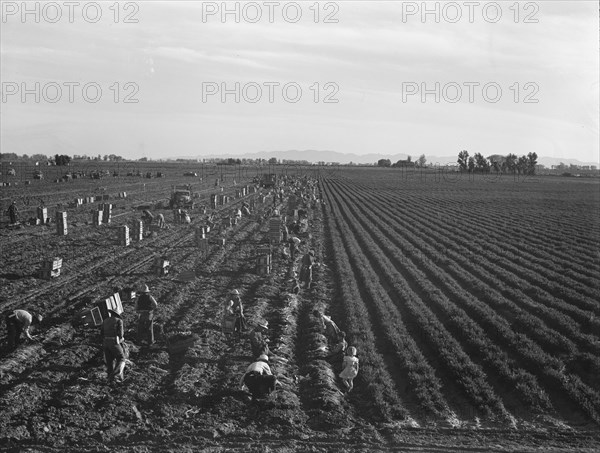 Large scale agriculture, near Meloland, Imperial Valley, 1939. Creator: Dorothea Lange.