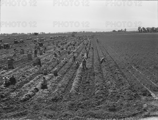 Large scale agriculture, near Meloland, Imperial Valley, 1939. Creator: Dorothea Lange.