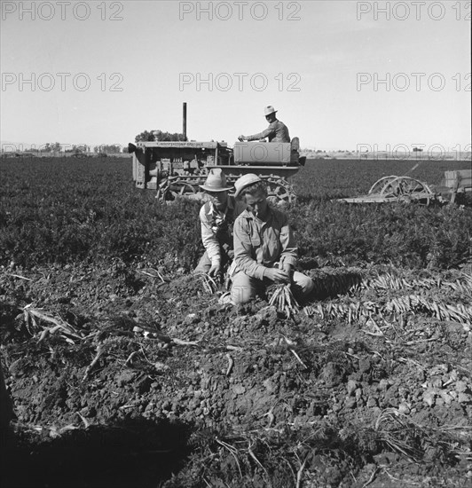 Large scale agriculture, near Meloland, Imperial Valley, 1939. Creator: Dorothea Lange.