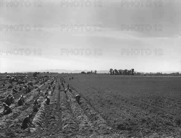 Large scale agriculture, near Meloland, Imperial Valley, 1939. Creator: Dorothea Lange.