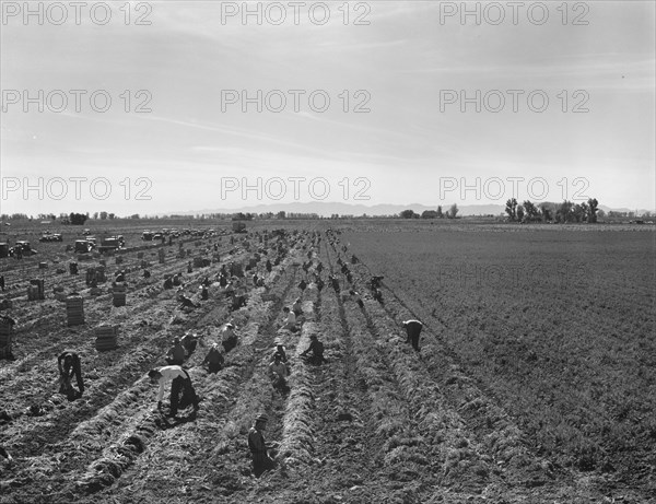 Large-scale agricultural gang labor, near Meloland, Imperial Valley, 1939. Creator: Dorothea Lange.