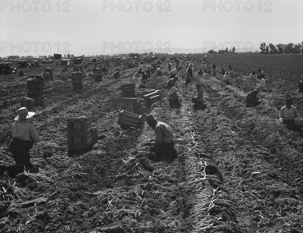 Large scale agriculture, near Meloland, Imperial Valley, 1939. Creator: Dorothea Lange.