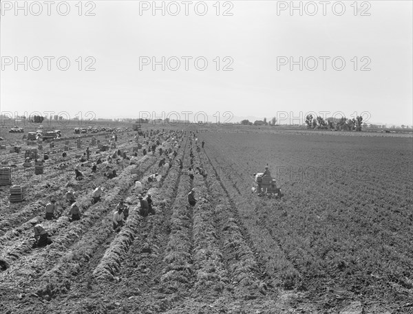 Large scale agriculture, near Meloland, Imperial Valley, 1939. Creator: Dorothea Lange.