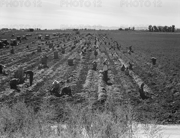 Large-scale agricultural gang labor, Mexicans and..., near Meloland, Imperial Valley, 1939 Creator: Dorothea Lange.