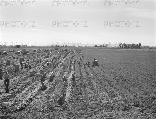 Possibly: Large scale agriculture, near Meloland, Imperial Valley, 1939. Creator: Dorothea Lange.