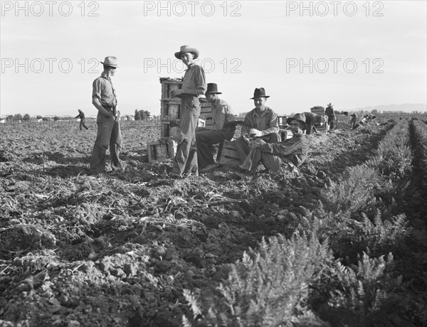 Large-scale agricultural gang labor, Mexicans and..., near Meloland, Imperial Valley, 1939 Creator: Dorothea Lange.