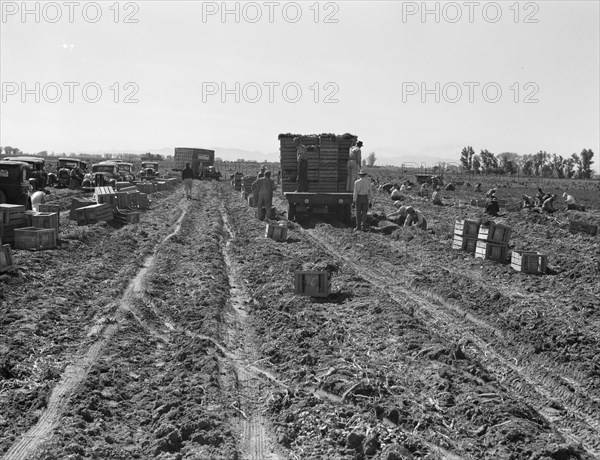 Large scale agriculture, near Meloland, Imperial Valley, 1939. Creator: Dorothea Lange.