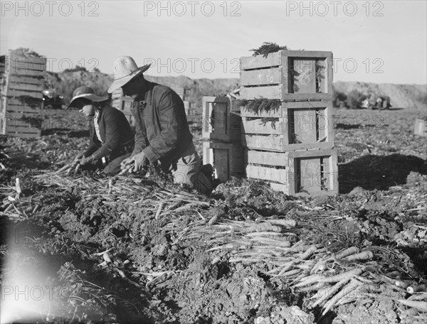 Large-scale agricultural gang labor, Mexicans and..., near Meloland, Imperial Valley, 1939 Creator: Dorothea Lange.