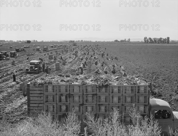 Large scale agriculture, near Meloland, Imperial Valley, 1939. Creator: Dorothea Lange.